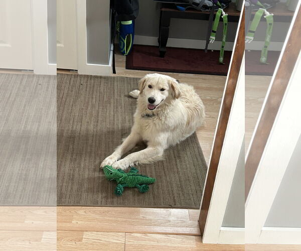 Medium Photo #2 Golden Pyrenees Puppy For Sale in Farmington, MN, USA