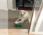 Small #1 Golden Pyrenees
