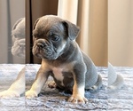 Small #24 English Bulldog