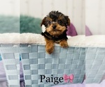 Small Photo #5 Yorkshire Terrier Puppy For Sale in COOKEVILLE, TN, USA