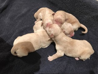 Golden Retriever Puppy for sale in ROLETTE, ND, USA