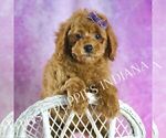 Small Photo #51 Poodle (Miniature) Puppy For Sale in WARSAW, IN, USA