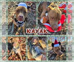 Small #4 American Pit Bull Terrier-Labrador Retriever Mix
