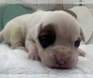 Boxer Puppy for sale in PAWNEE CITY, NE, USA