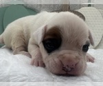 Small Boxer
