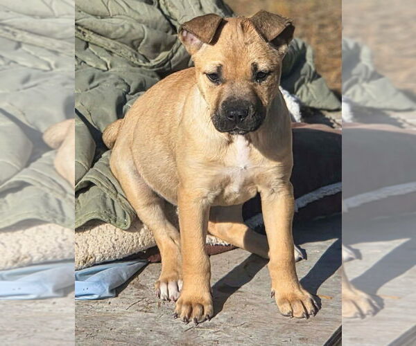 Medium Photo #1 Black Mouth Cur-Labrador Retriever Mix Puppy For Sale in Brewster, NY, USA