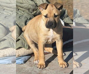 Black Mouth Cur-Labrador Retriever Mix Dogs for adoption in Brewster, NY, USA