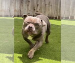 Small #3 American Staffordshire Terrier-French Bulldog Mix