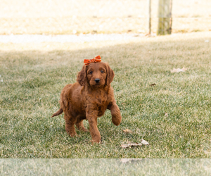 Irish Doodle Puppy for sale in NAPPANEE, IN, USA
