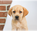 Small Photo #10 Labrador Retriever Puppy For Sale in SYRACUSE, IN, USA