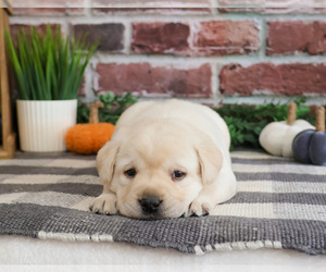Labrador Retriever Puppy for sale in SYRACUSE, IN, USA