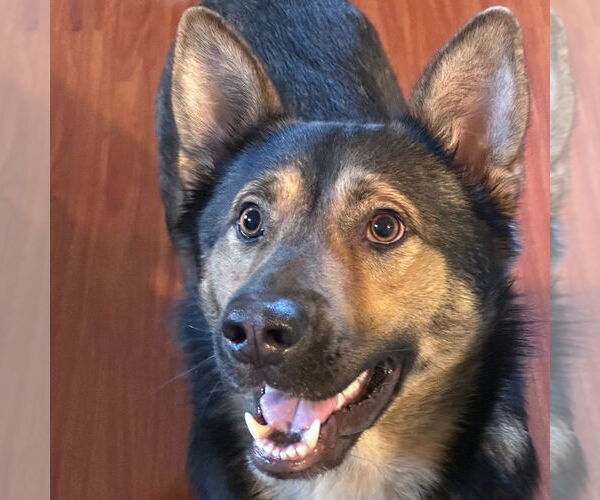 Medium Photo #1 German Shepherd Dog-Unknown Mix Puppy For Sale in San Jose, CA, USA