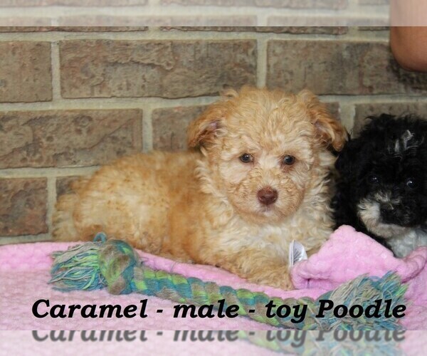 Medium Photo #5 Poodle (Toy) Puppy For Sale in CLARKRANGE, TN, USA
