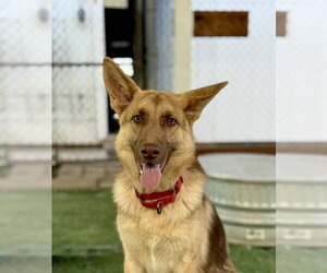 German Shepherd Dog Dogs for adoption in San Diego, CA, USA