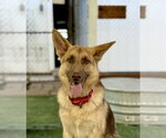 Small German Shepherd Dog