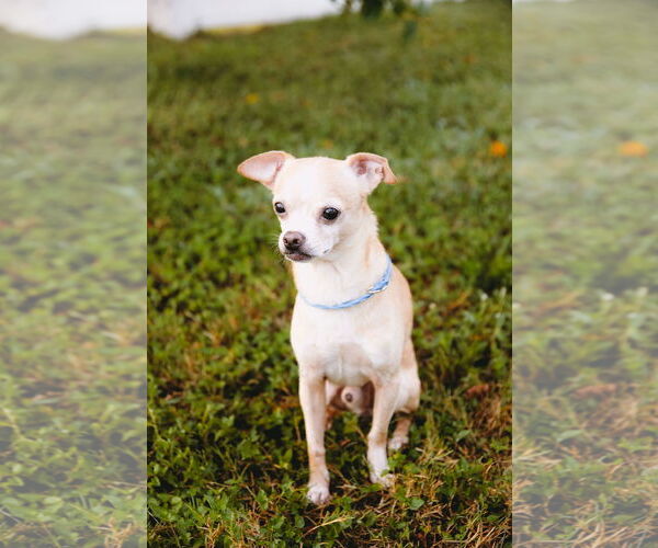 Medium Photo #8 Rat-Cha Puppy For Sale in Princeton, MN, USA