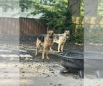 Small #1 German Shepherd Dog