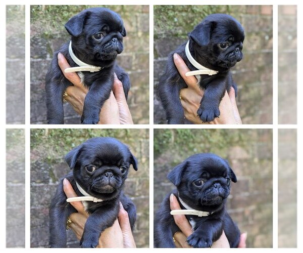 Medium Photo #1 Pug Puppy For Sale in GREENVILLE, SC, USA