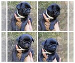 Puppy Doc Pug