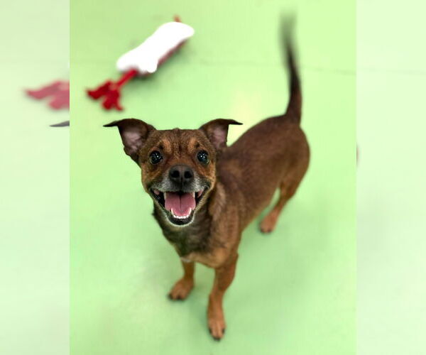 Medium Photo #7 Jack Chi Puppy For Sale in phoenix, AZ, USA