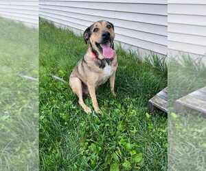 Labrador Retriever-Unknown Mix Dogs for adoption in Crystal, MN, USA