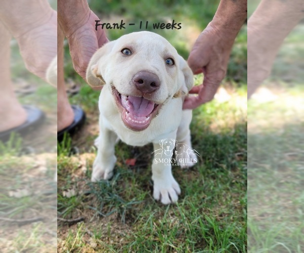 Medium Photo #3 Labrador Retriever Puppy For Sale in POCAHONTAS, IL, USA