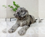 Small #8 Cavapoo (Miniature)