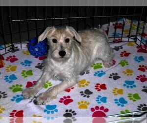 Schnoodle (Miniature) Puppy for sale in ORO VALLEY, AZ, USA