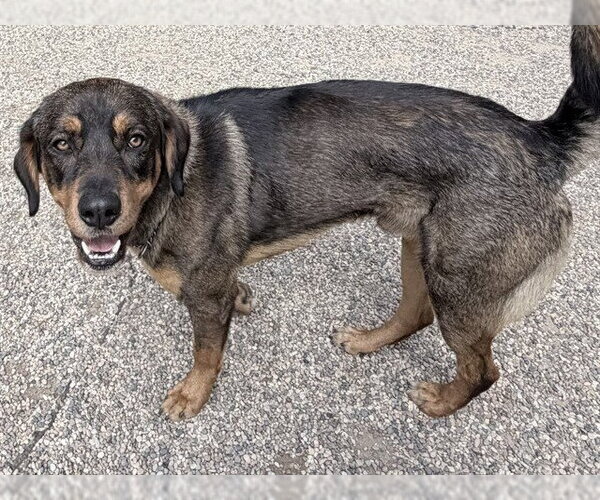 Medium Photo #4  Puppy For Sale in , 