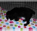 Small #7 Schnoodle (Miniature)