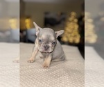 Small Photo #4 French Bulldog Puppy For Sale in HILTON, NY, USA