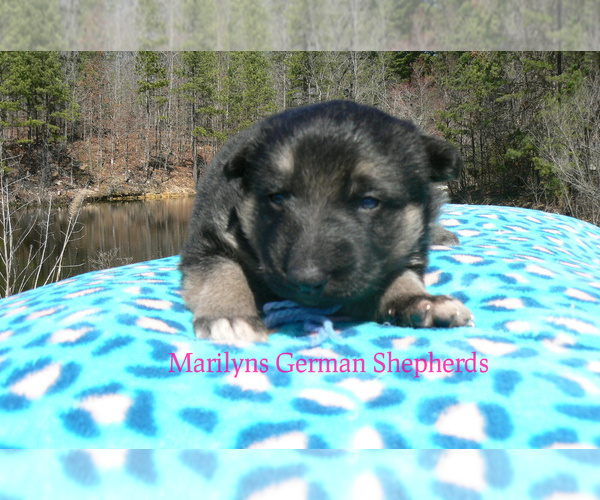 Medium Photo #4 German Shepherd Dog Puppy For Sale in PIEDMONT, MO, USA