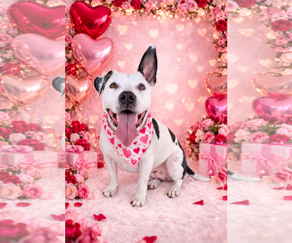 Medium Photo #2 Mutt Puppy For Sale in Shreveport, LA, USA