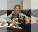 Small Photo #3 Labbe Puppy For Sale in Crystal, MN, USA