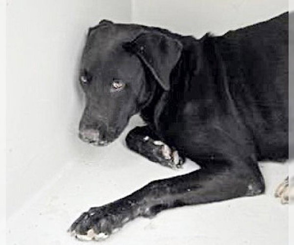 Medium Photo #1 Labrador Retriever-Unknown Mix Puppy For Sale in Houston, TX, USA