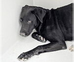 Small Labrador Retriever Mix