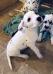 Small Photo #19 Dalmatian Puppy For Sale in ASHEBORO, NC, USA