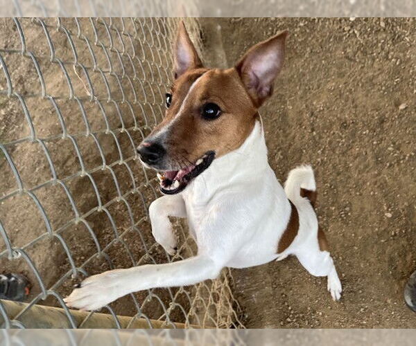 Medium Photo #1 Parson Russell Terrier-Unknown Mix Puppy For Sale in Plano, TX, USA
