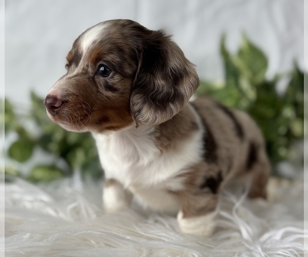 Medium Photo #19 Dachshund Puppy For Sale in ROCK STREAM, NY, USA