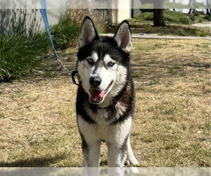 Siberian Husky-Unknown Mix Dogs for adoption in Martinez, CA, USA