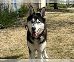 Small Siberian Husky Mix