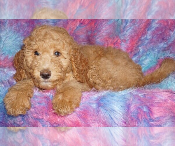 Medium Photo #10 Labradoodle Puppy For Sale in LA HABRA, CA, USA