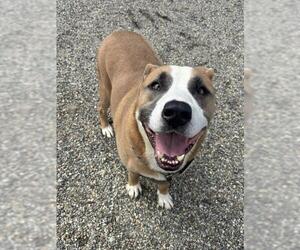 TEDDY BEAR - Male American Staffordshire Terrier-Siberian Husky Mix Dog for Adoption - Photo #2