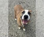 Small #1 American Staffordshire Terrier-Siberian Husky Mix