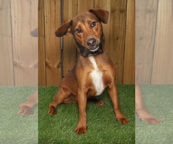 Medium Photo #2 Coonhound-Dachshund Mix Puppy For Sale in Oakland Park, FL, USA