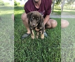 Small Photo #1 Labrottie-Unknown Mix Puppy For Sale in PORT LAVACA, TX, USA