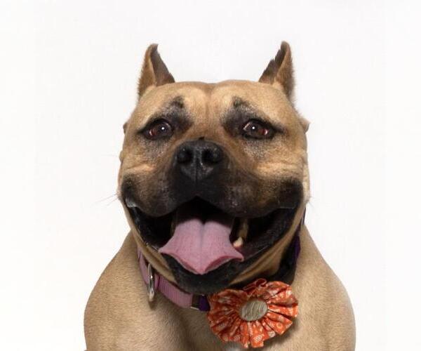 Medium Photo #1 American Pit Bull Terrier Puppy For Sale in Santa Maria, CA, USA