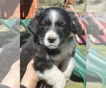 Small Photo #2 Border Collie-Miniature Australian Shepherd Mix Puppy For Sale in MITCHELL, OR, USA