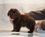 Small #2 Shih Tzu