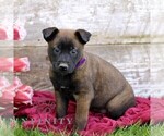 Small #4 Belgian Malinois